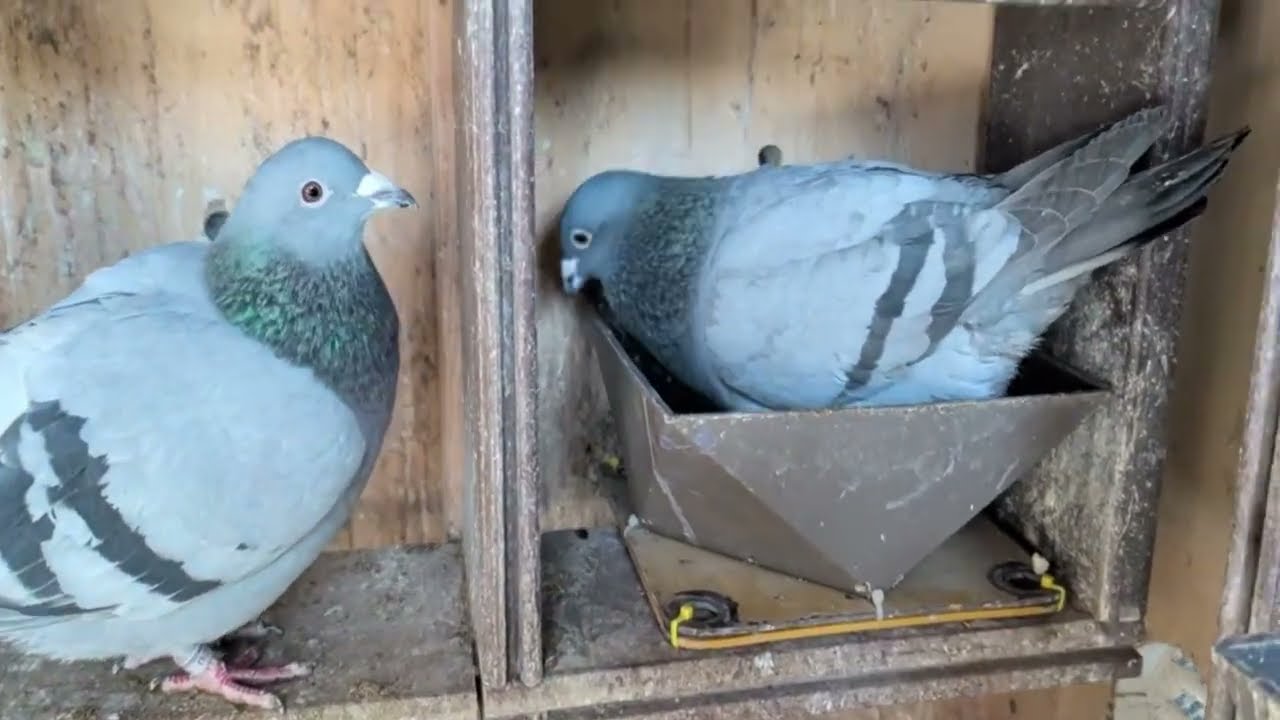 February 13 2026. Pigeon racing system with a small loft. 