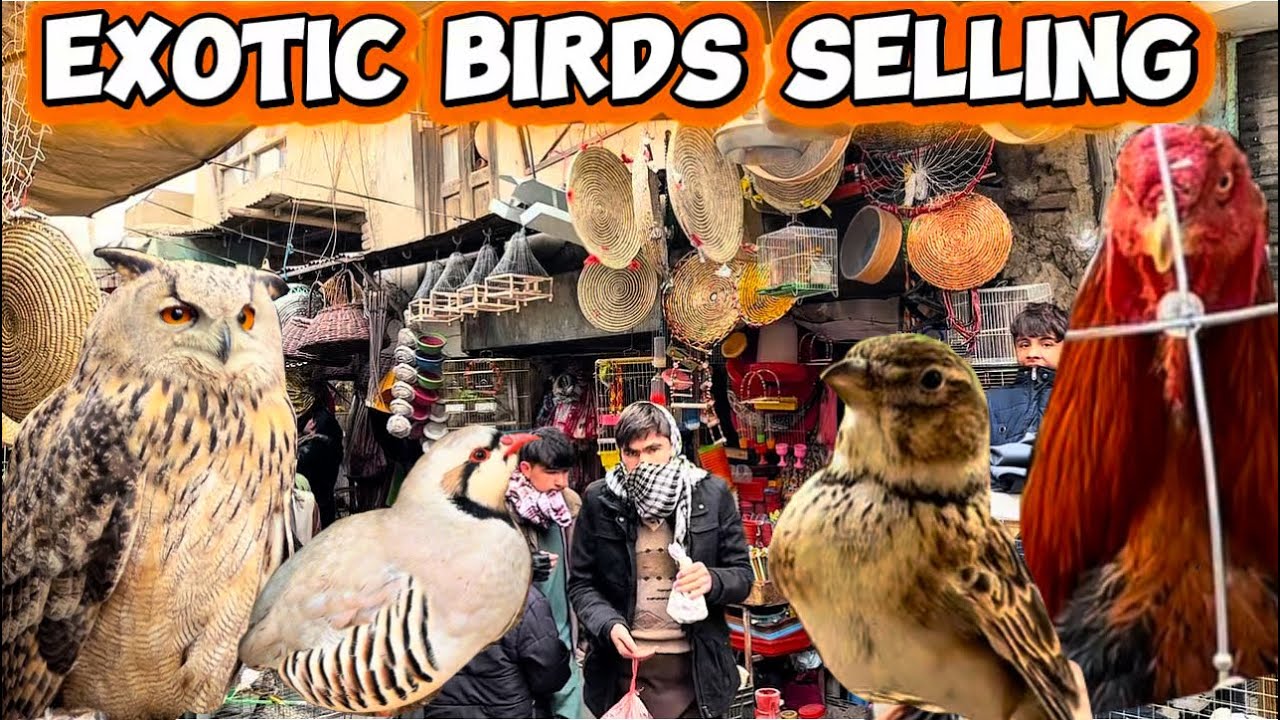 Exotic & Rare Birds | Koch-e Kaah Froshi Market, Kabul