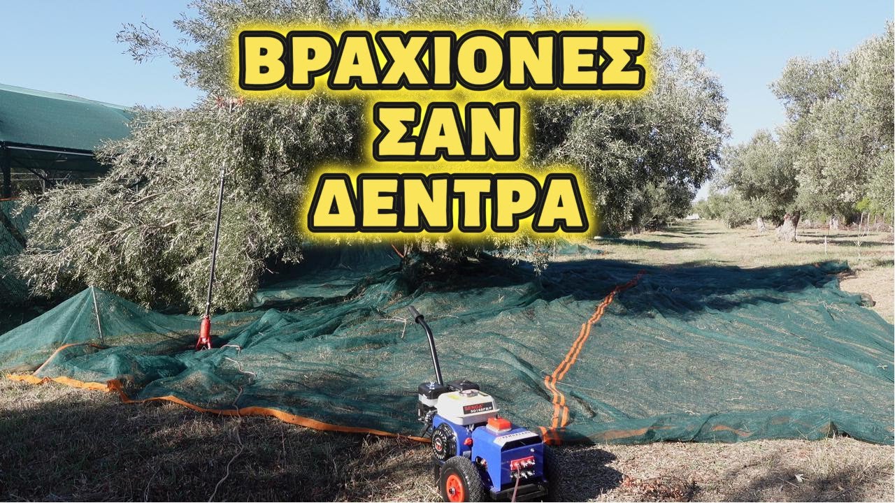 💪🌿.ΕΙΝΑΙ ΔΕΝΤΡΑ ΚΑΙ ΟΧΙ ΒΡΑΧΙΟΝΕΣ #μαθαίνοντασ_για_την_ελιά #ελιά #κλάδεμα #κλάδεμα_ελιάσ #ελιά