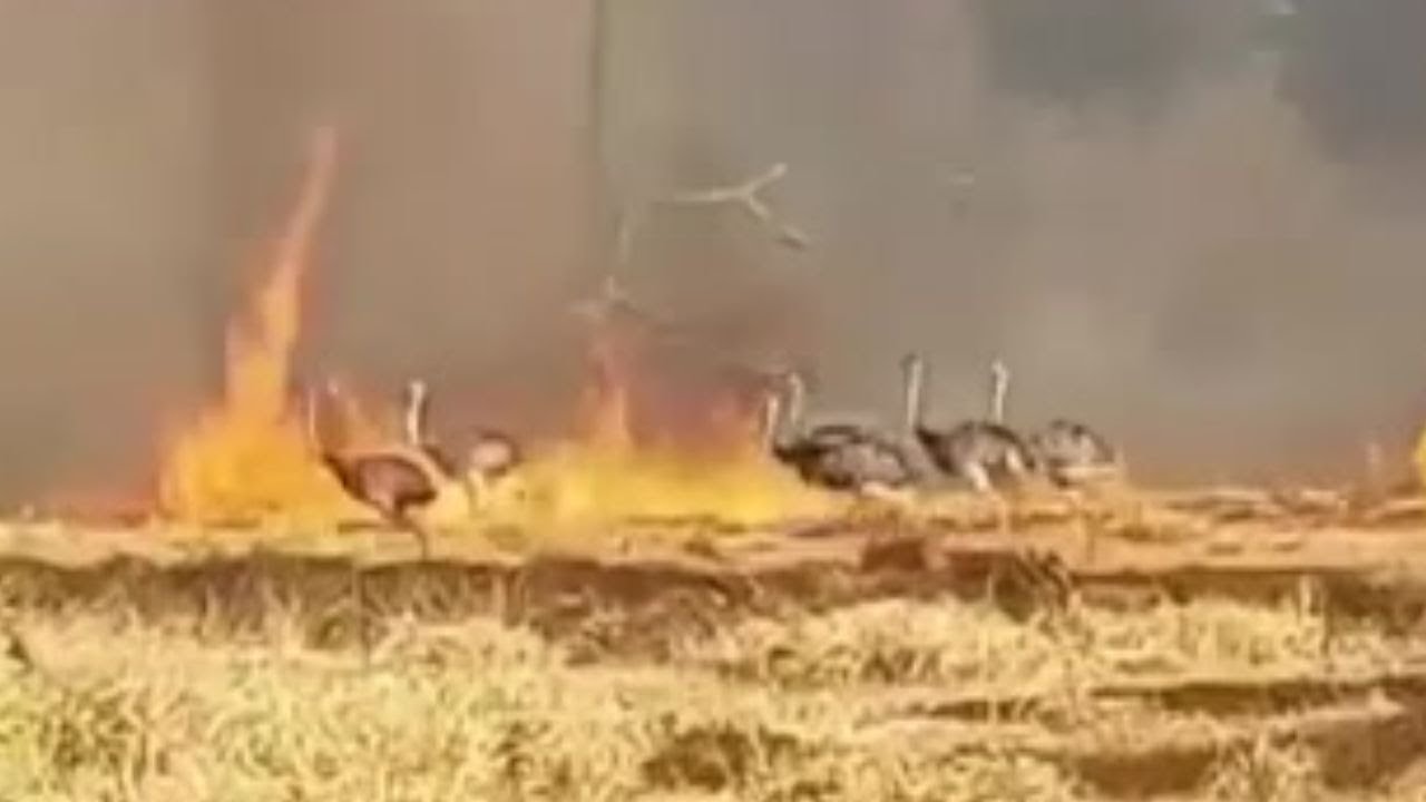 Chaco: Bomberos entre el viento y el fuego