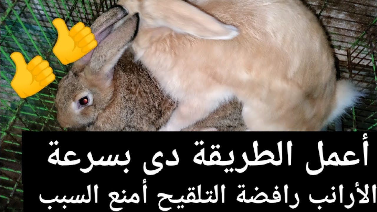 أعمل الطريقة دى مع الأرانب الرافضة للتلقيح والسبب لازم تعرفه فوراً واتصرف بسرعة 🙏