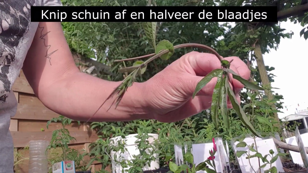 vlog 14 Passiebloem stekken