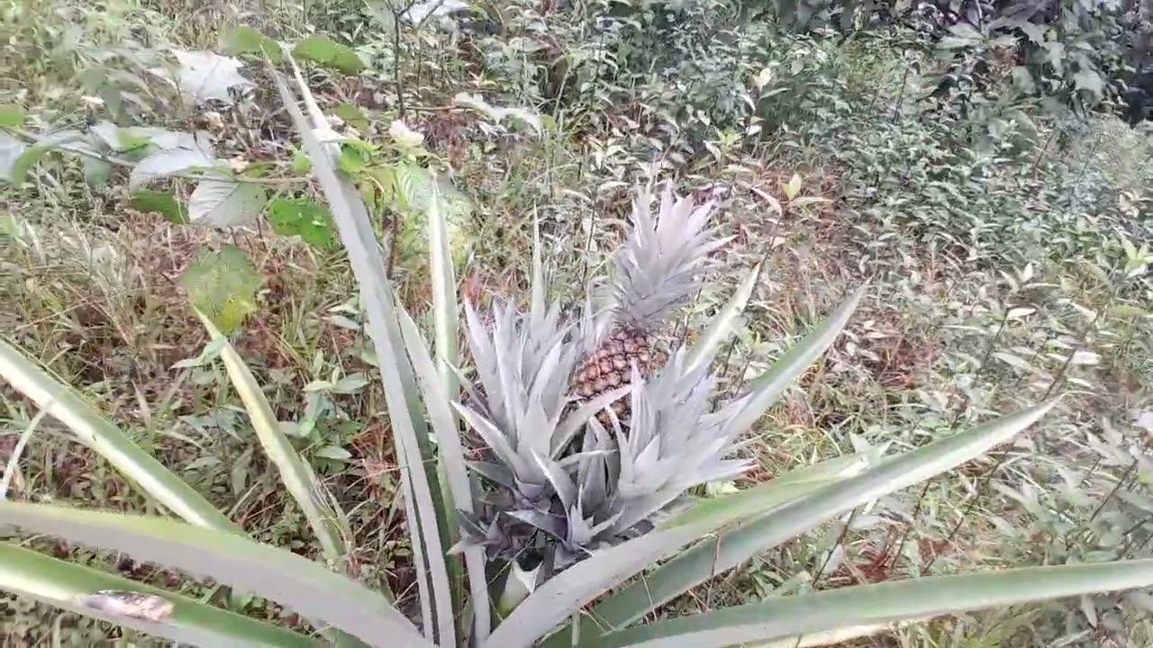 Dia de olhar as colheitas