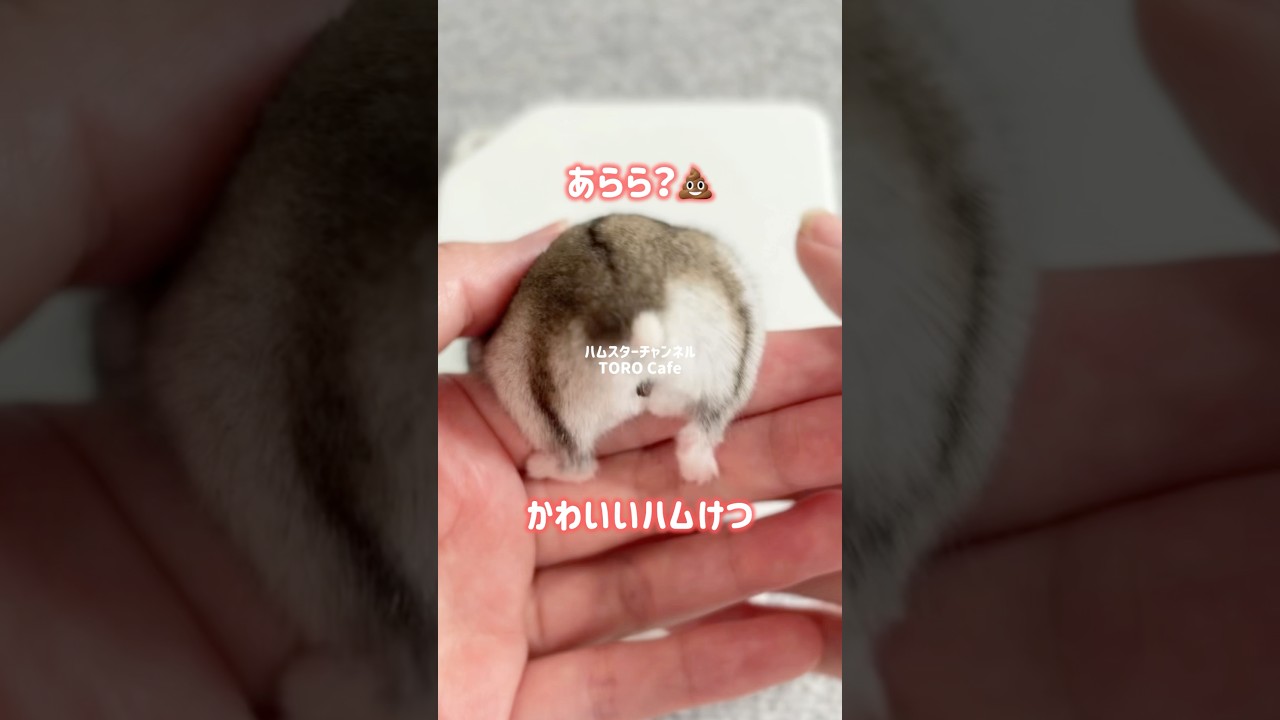 今週の体重測定！あのコのハムケツがかわいすぎる🐹🍑 #ハムスター #体重