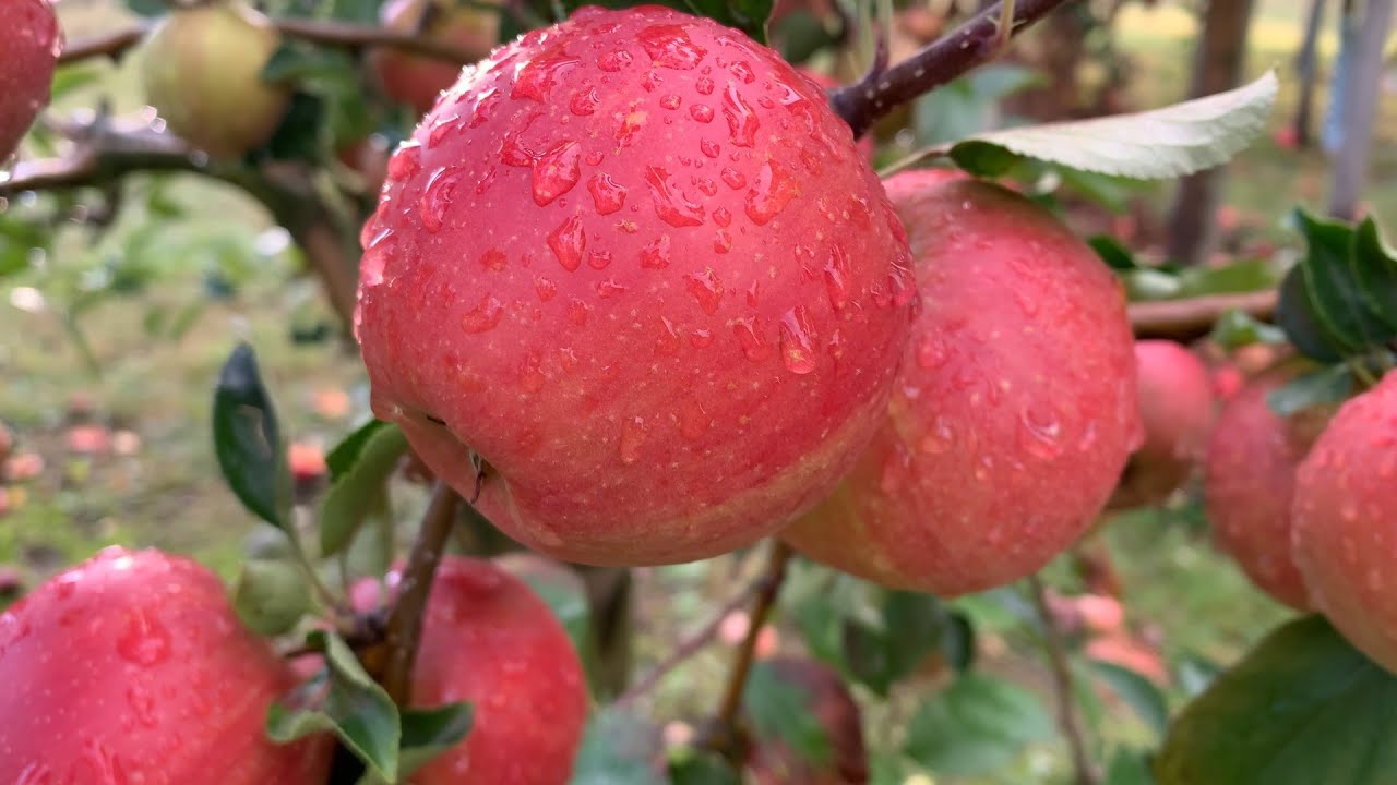 Cologne Germany Apple Farms 4k Video, K&ouml;ln Cycle drive