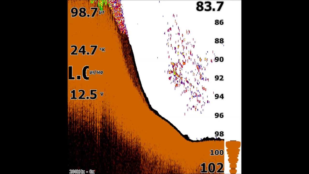 Squids through the eyes of Lowrance HDS