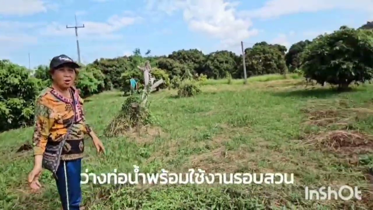 ขายสวนลำไยวิวหลักล้านอำเมืองลำพูน