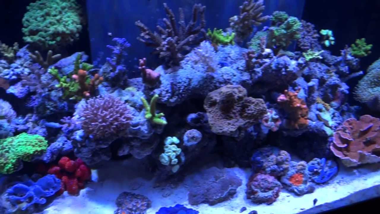 EcoTech Radion LED's On Reef Aquarium Closeup Tour