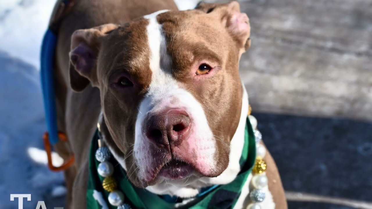 TAINO 246359/BIG LOVE/ADOPTABLE DOG/NYCACC/SIACC