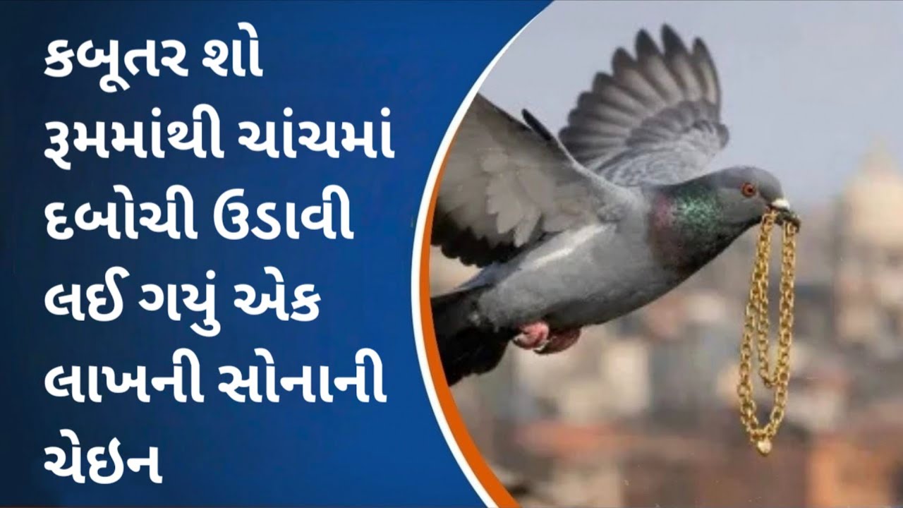 કબૂતર શો રૂમમાંથી ચાંચમાં દબોચી ઉડાવી લઈ ગયું એક લાખની સોનાની ચેઇન, જુઓ બોડેલી લાઇવ
