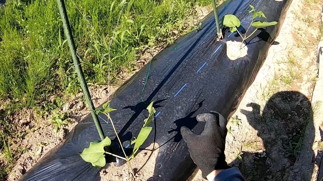花豆と大納言小豆　植え替えと発芽とアルビノ？#GoPro