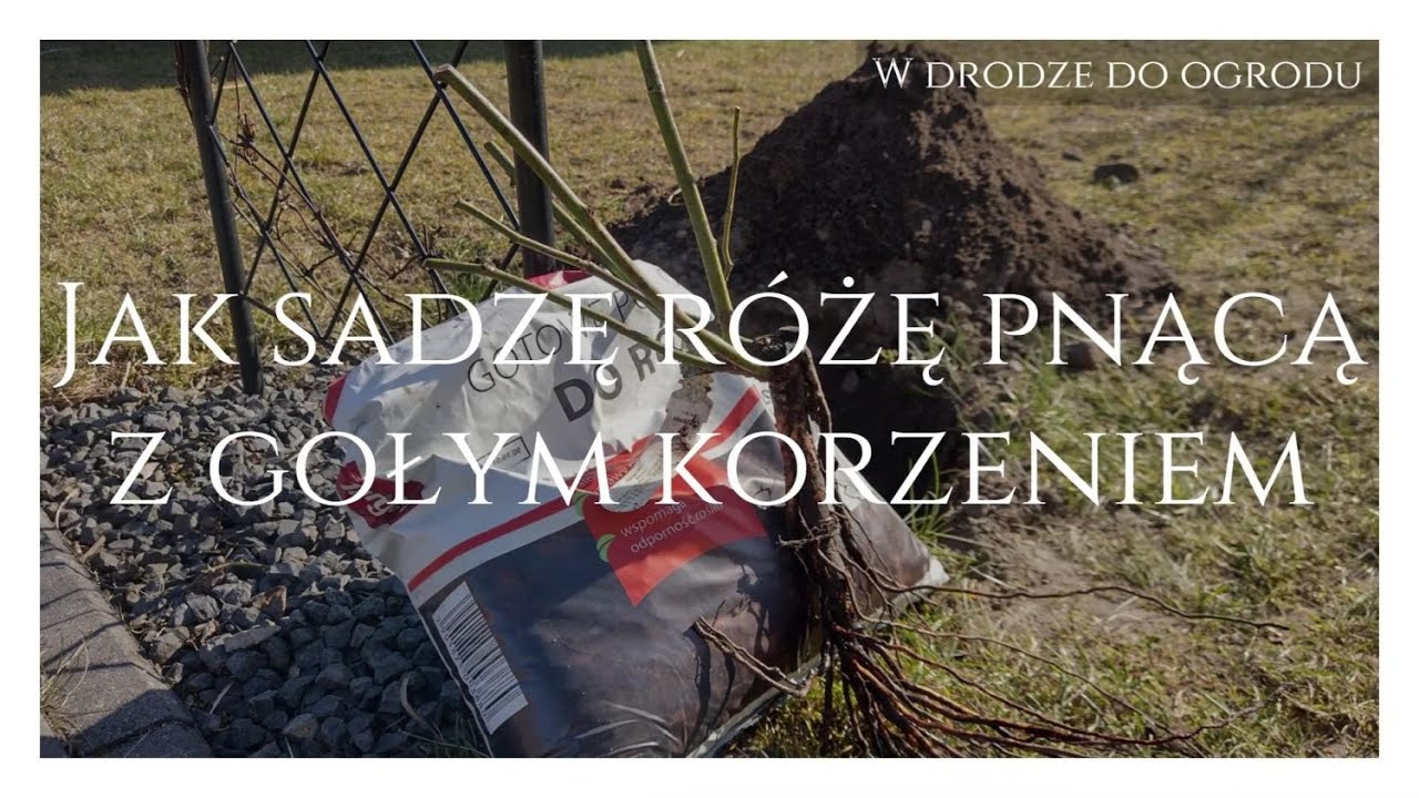 Jak sadzę różę pnącą z gołym korzeniem
