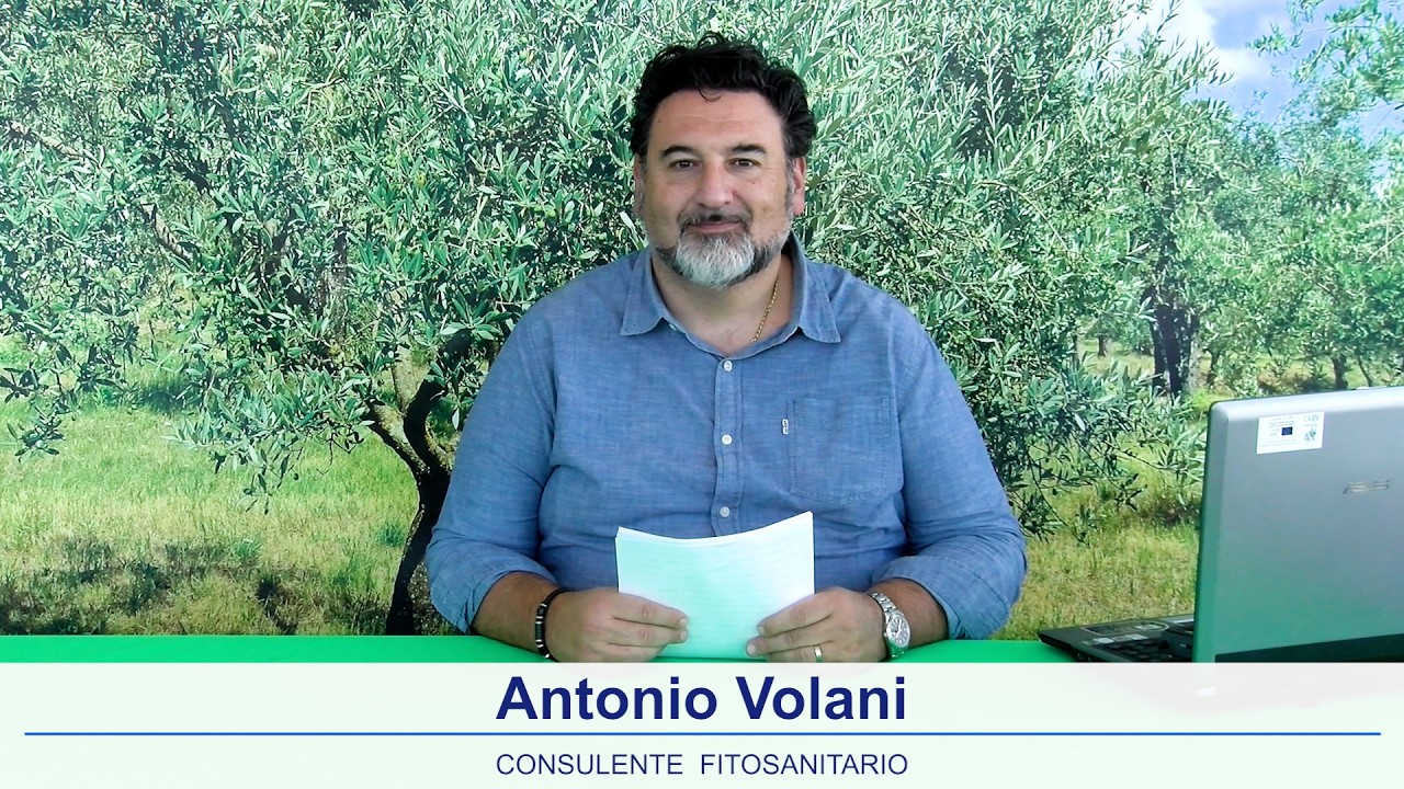 Notiziario olivicolo Emilia Romagna 20 Febbraio 2026