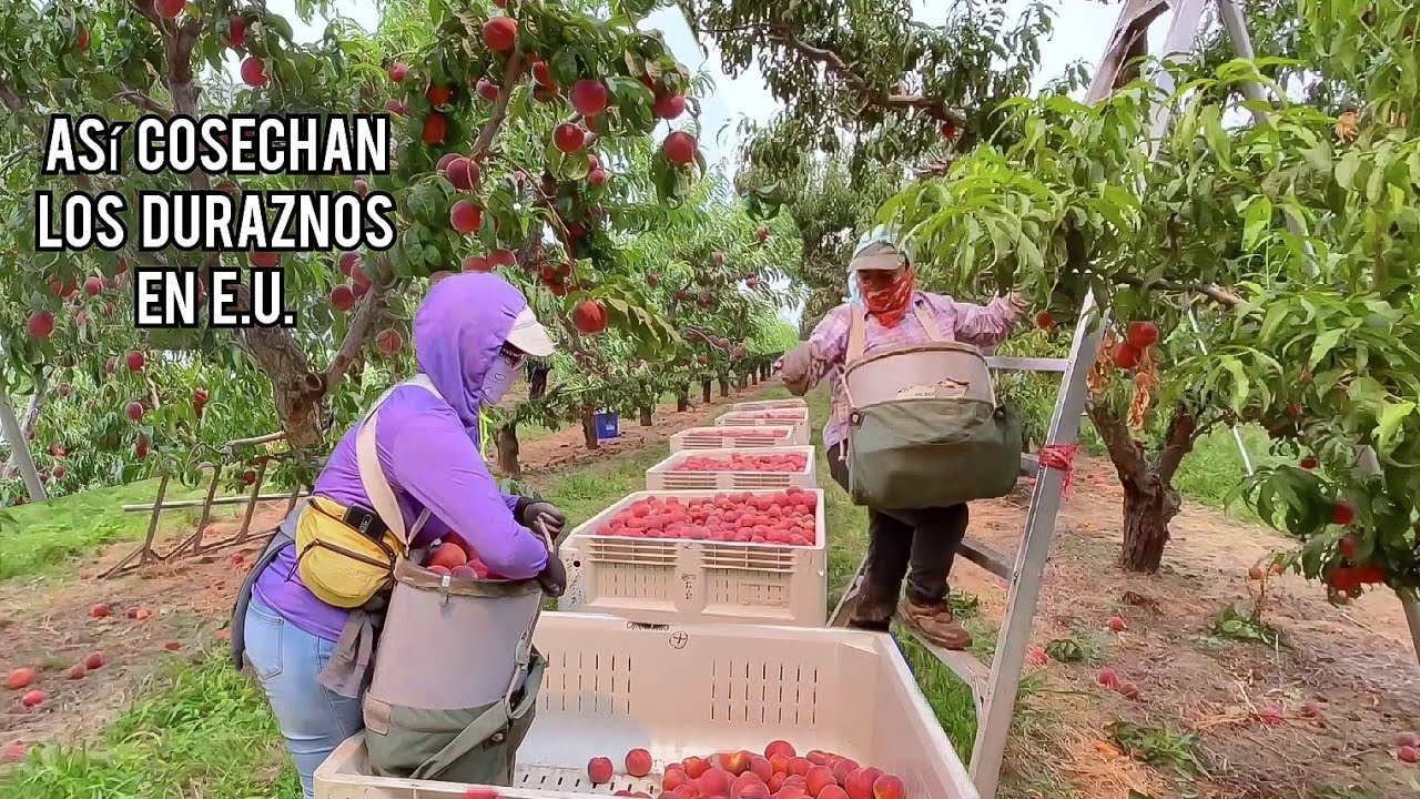 Así se trabaja cortando duraznos en Estafos Unidos🍑 😀