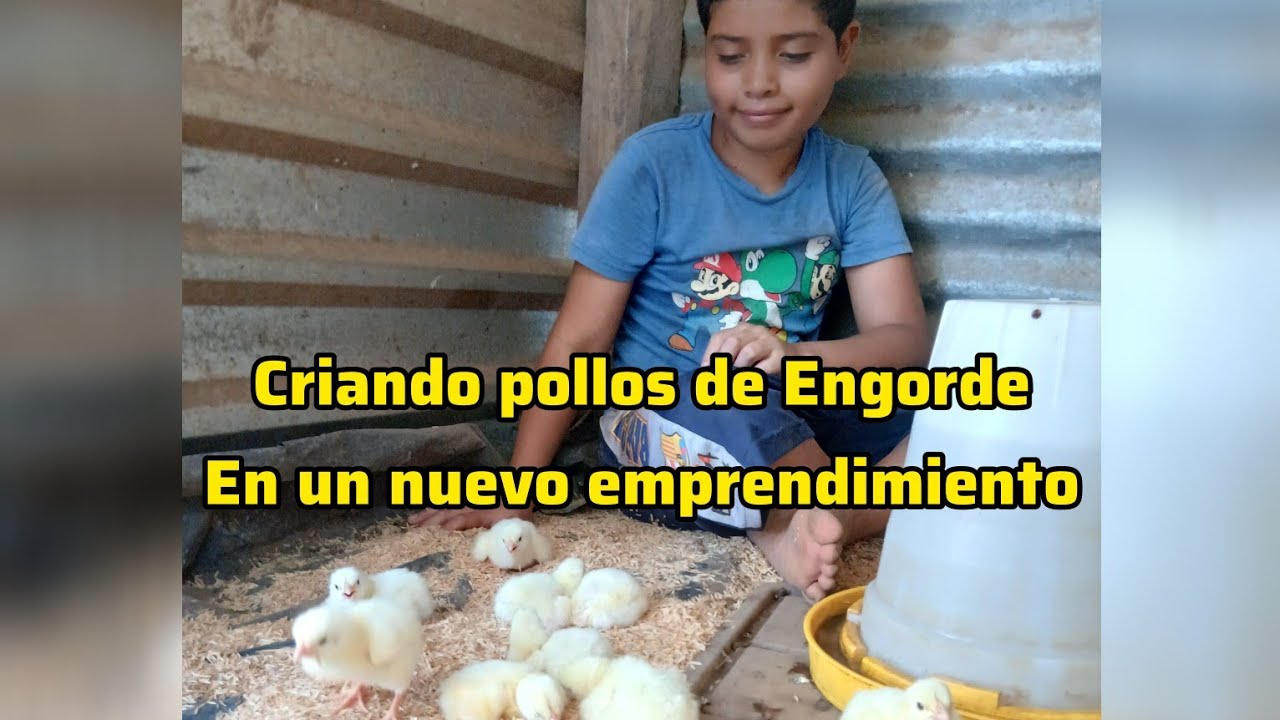 😊🇸🇻Aprendiendo sobre la crianza de pollos 🐔 