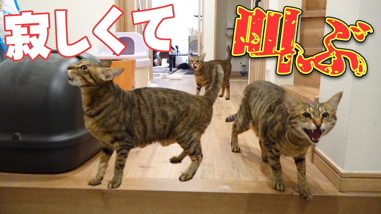 【絶叫】飼い主がいなくて寂しさのあまり叫びまくる猫