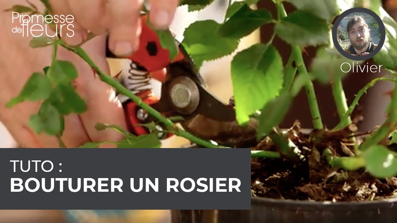 Tuto : bouturer le rosier