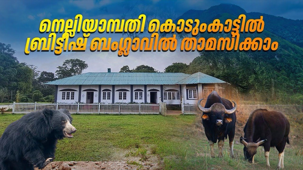 കൊടുംകാട്ടിൽ ബ്രിട്ടീഷ് ബംഗ്ലാവിൽ താമസിക്കാം | 2200 രൂപക്ക് നെല്ലിയാമ്പതി Jangle റിസോർട്ട് |