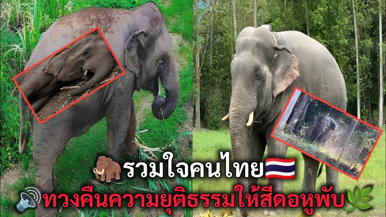 รวมใจคนไทย ทวงคืนความยุติธรรมให้สีดอหูพับ
