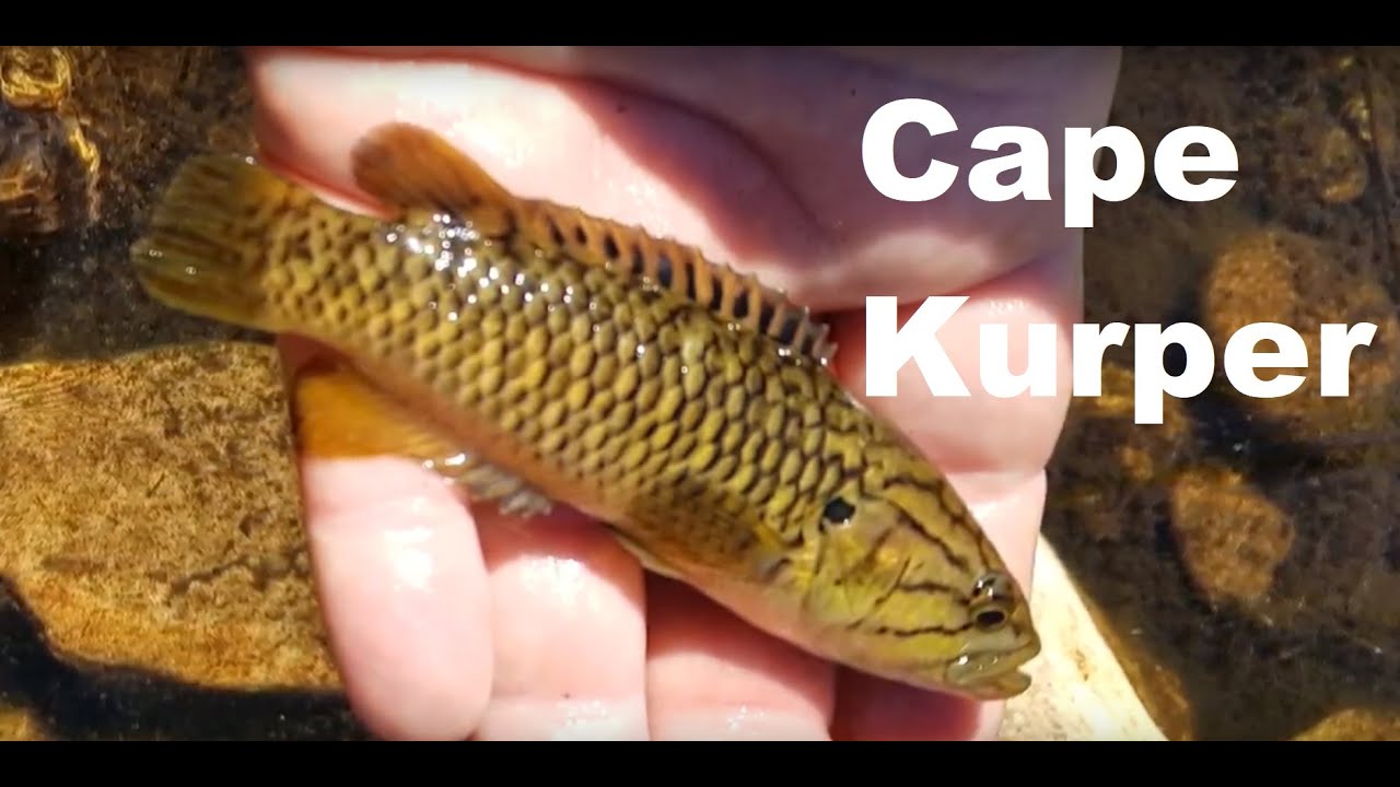 The Cape kurper