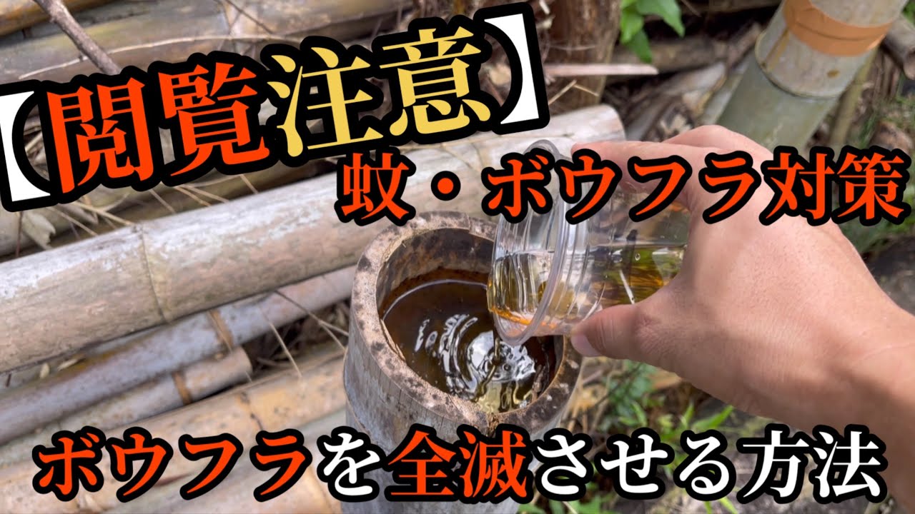 【閲覧注意】ボウフラを全滅させる方法