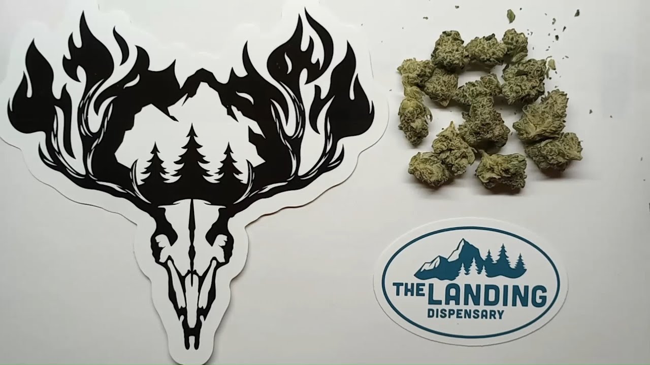 Hillfire Gelatti Kush Mints Flower Review
