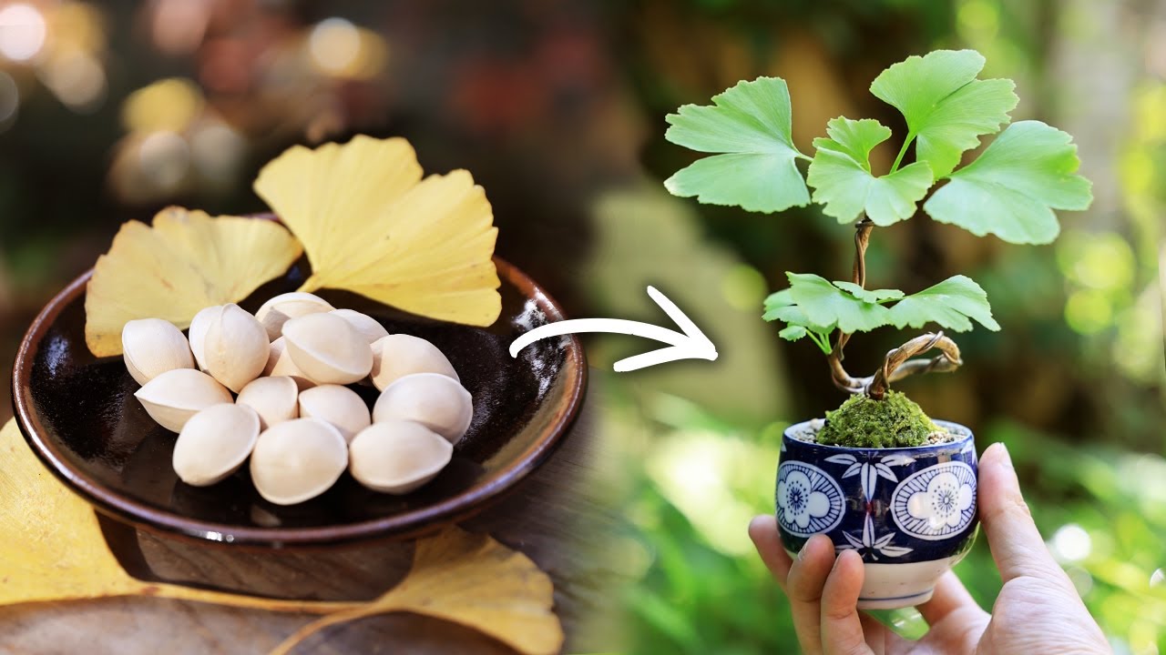 イチョウの湯呑みミニ盆栽 針金掛けでぐるっと【Bonsai diary 盆栽日記 6/23】初心者の簡単盆栽の作り方 育て方 やり方 銀杏 ギンナン Ginkgo ミニ盆栽 EOS R5撮影