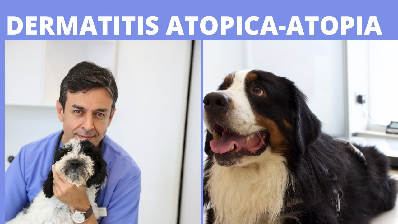 🛑   DERMATITIS ATOPICA-ATOPIA EN PERROS  🛑