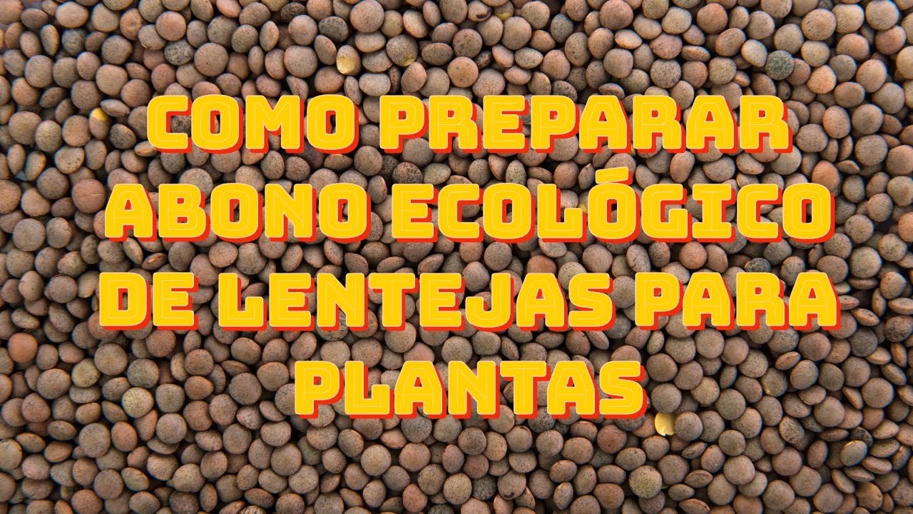 COMO PREPARAR ABONO ECOLÓGICO DE LENTEJAS PARA PLANTAS 🌱