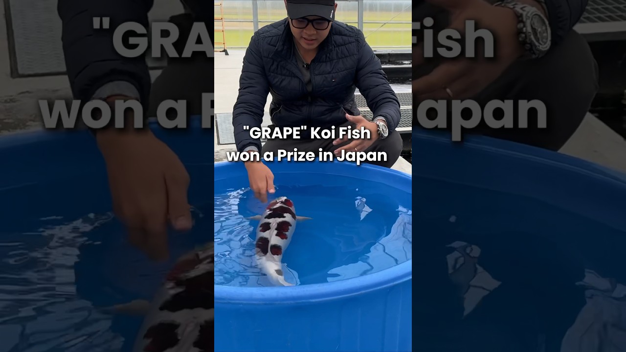 &ldquo;GRAPE&rdquo; Japanese Koi Fish won a prize in Koi show #koi #koifish #nishikigoi #japanesekoifish