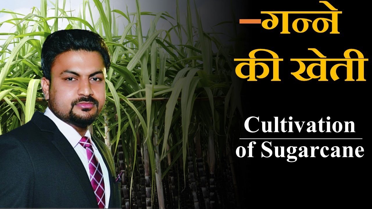 गन्ने की खेती  || Cultivation of Sugarcane || Virendra Sir