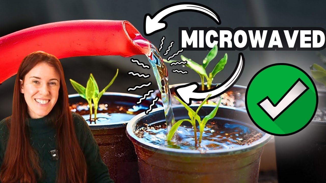Убивает ли вода, нагретая в микроволновой печи, растения?