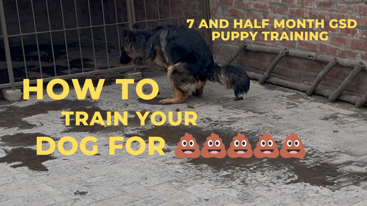 How to we can train our dogs for potty. German shepherd dogs stole training tiger ki training😍