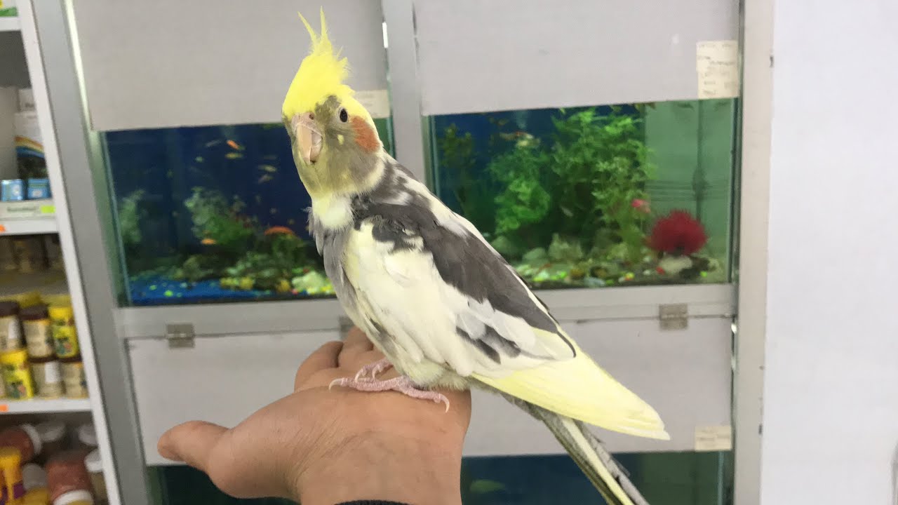 ALIŞKIN KONUŞAN SULTAN PAPAĞANI SATILIK ( GÖKÇE PETSHOP)