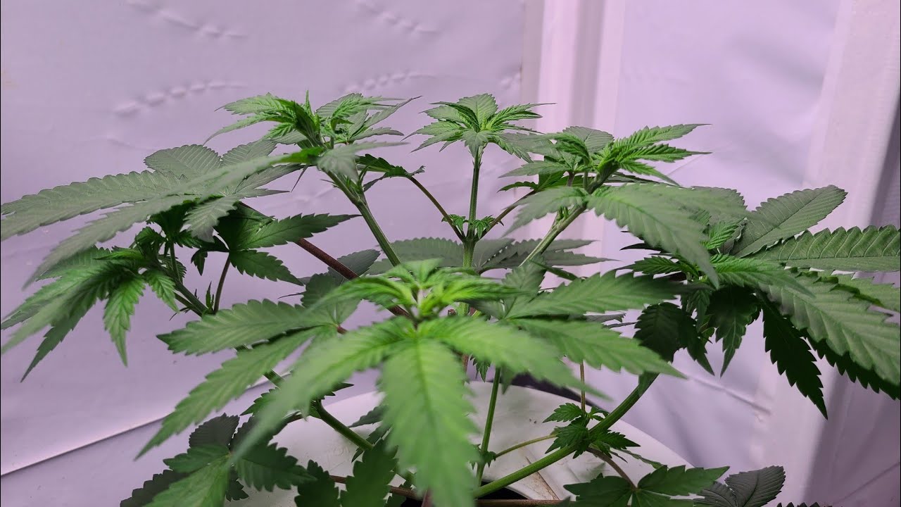 Update video on the Fimming vs Topping Cannabis plant p.1