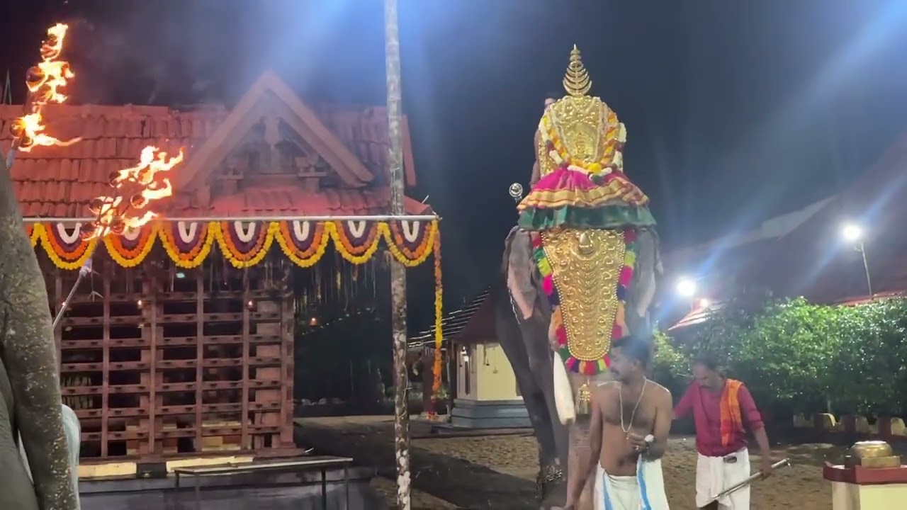 6 തിരു ഉത്സവം അർപ്പൂക്കര ✨🙏🥰വൈലശ്ശേരി അർജുനൻ (തിടമ്പ്)  -ഉണ്ണിപ്പള്ളി ഗണേശൻ -കരിമണ്ണൂർ ഉണ്ണി 