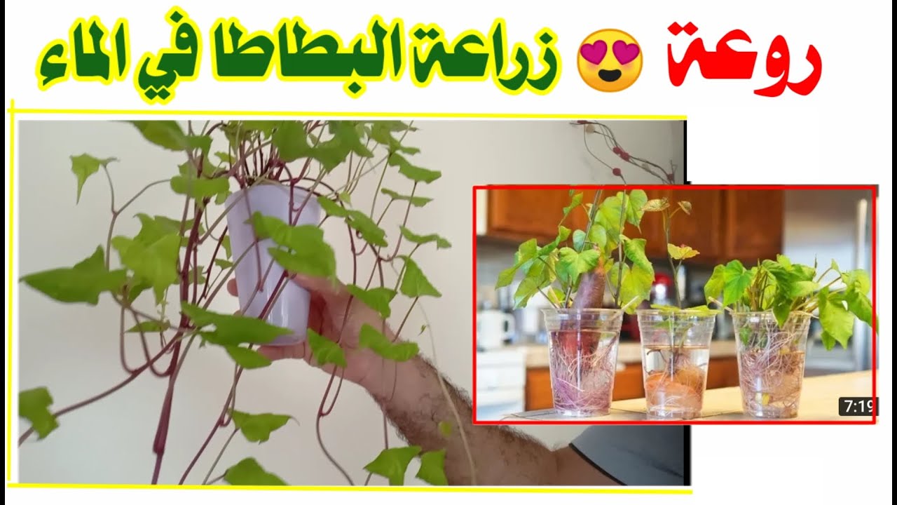 روعة، زراعة البطاطا في الماء لا تضيع فرصة مشاهدة الفيديو