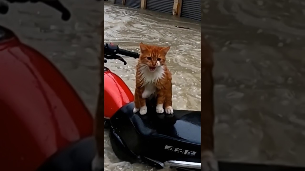 cat rescued on top of motorcycle in havey flood 😿💔