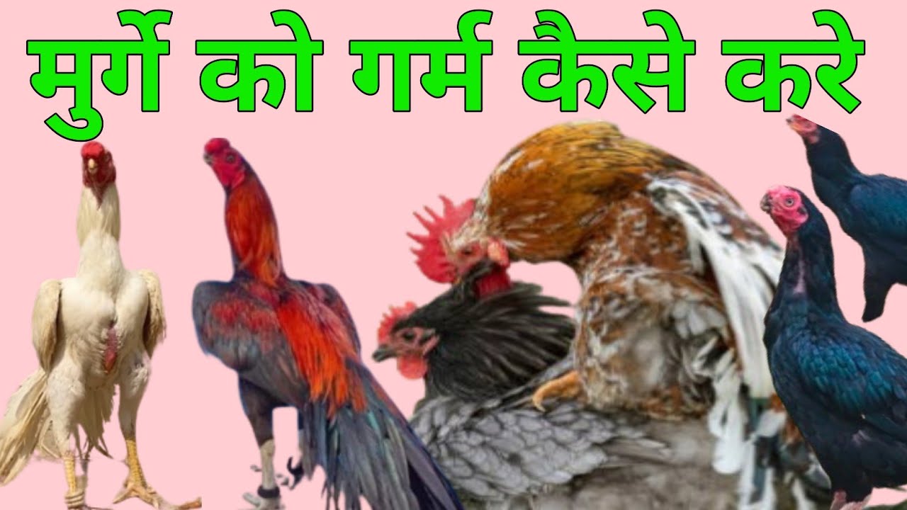 मुर्गे को गर्म कैसे करे // murge ko hit Mein Kaise laen