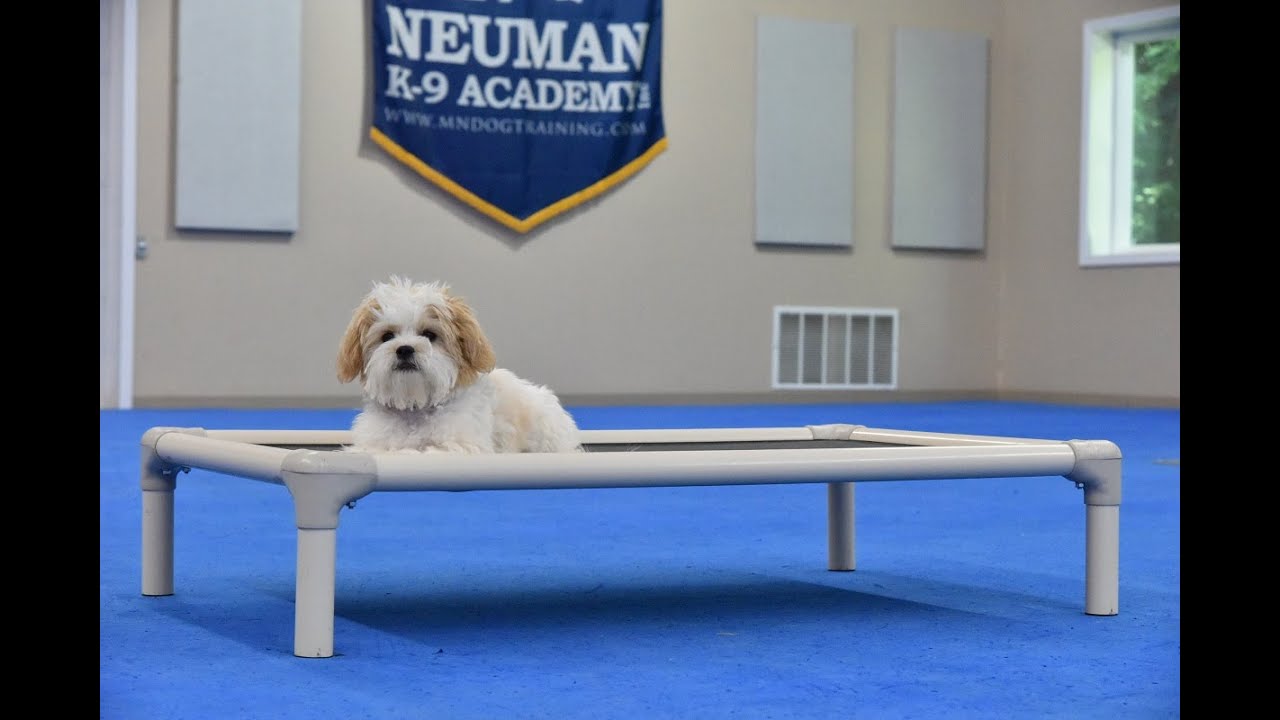 Ginger (Shih Tzu x Bichon Frise Mix) Puppy Camp Dog Training Video Demonstration