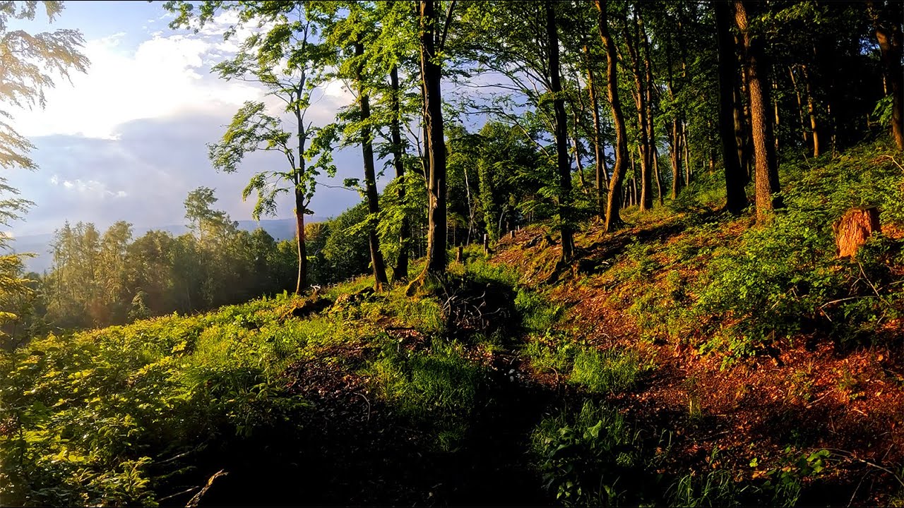 Waldabenteuer mit ungeplantem Ende | OVERNIGHTER?