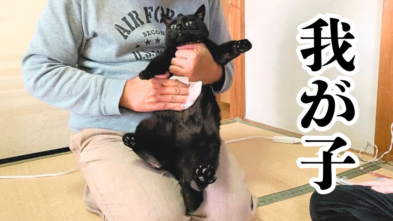 【保護猫】父と母に大切に育てられた猫はこうなります