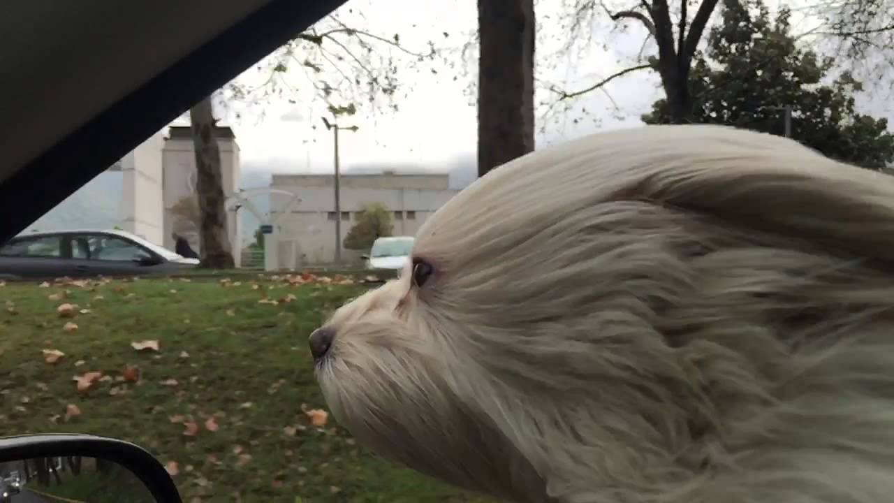 Fujur/Falkor, chilean magic dog