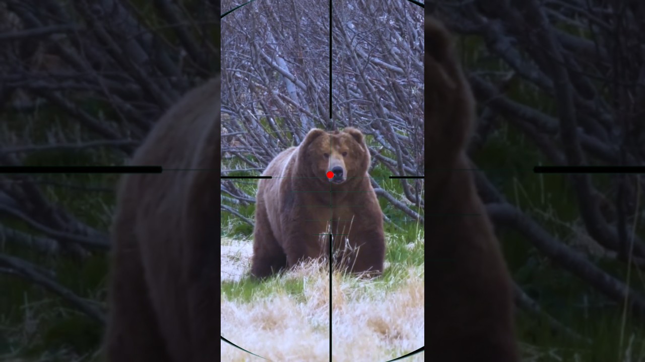 Bear Hunting | ours | orso | دب