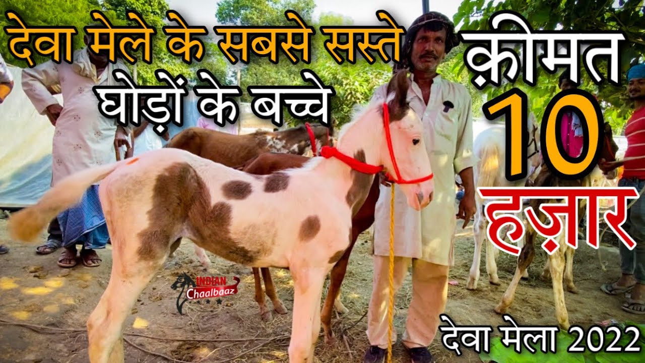 देवा मेले में आओ 10 हज़ार में घोड़ों के बच्चे ले जाओ 9759299793 Deva Mela 2022 Barabanki (UP)