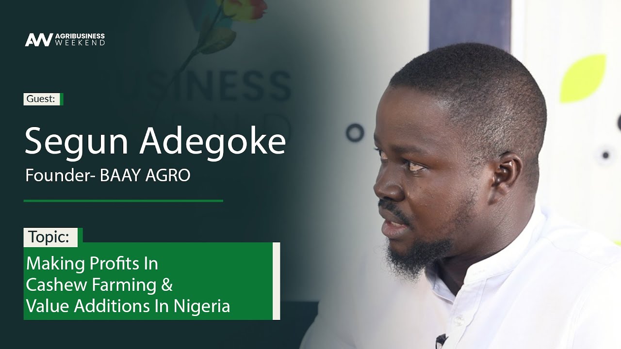 MAKING PROFIT IN CASHEW FARMING & VALUE ADDITIONS IN NIGERIA | Segun Adegoke