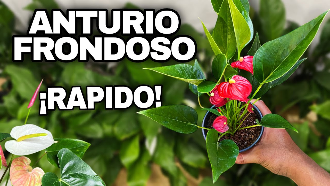 Este truco hace que tu Anturio Mini se reproduzca rápido