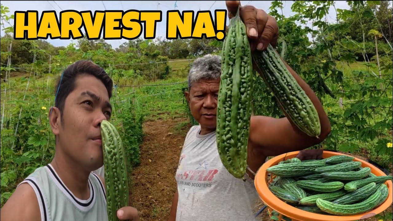 UNANG BIYAYA SA BUHAY BUKID! || AMPALAYA FARMING@johnriot1814 @JaperSniperOfficial 