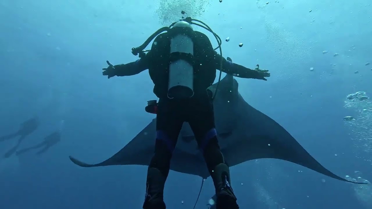 Socorro Island Diving 2025 Nautilus Belle Amie