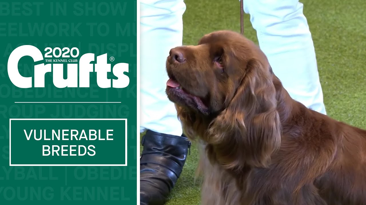 Vulnerable Dog Breeds Competition at Crufts 2020